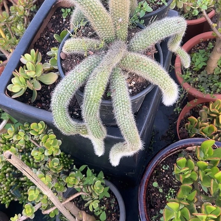 超***子多肉植物实物直播实物93