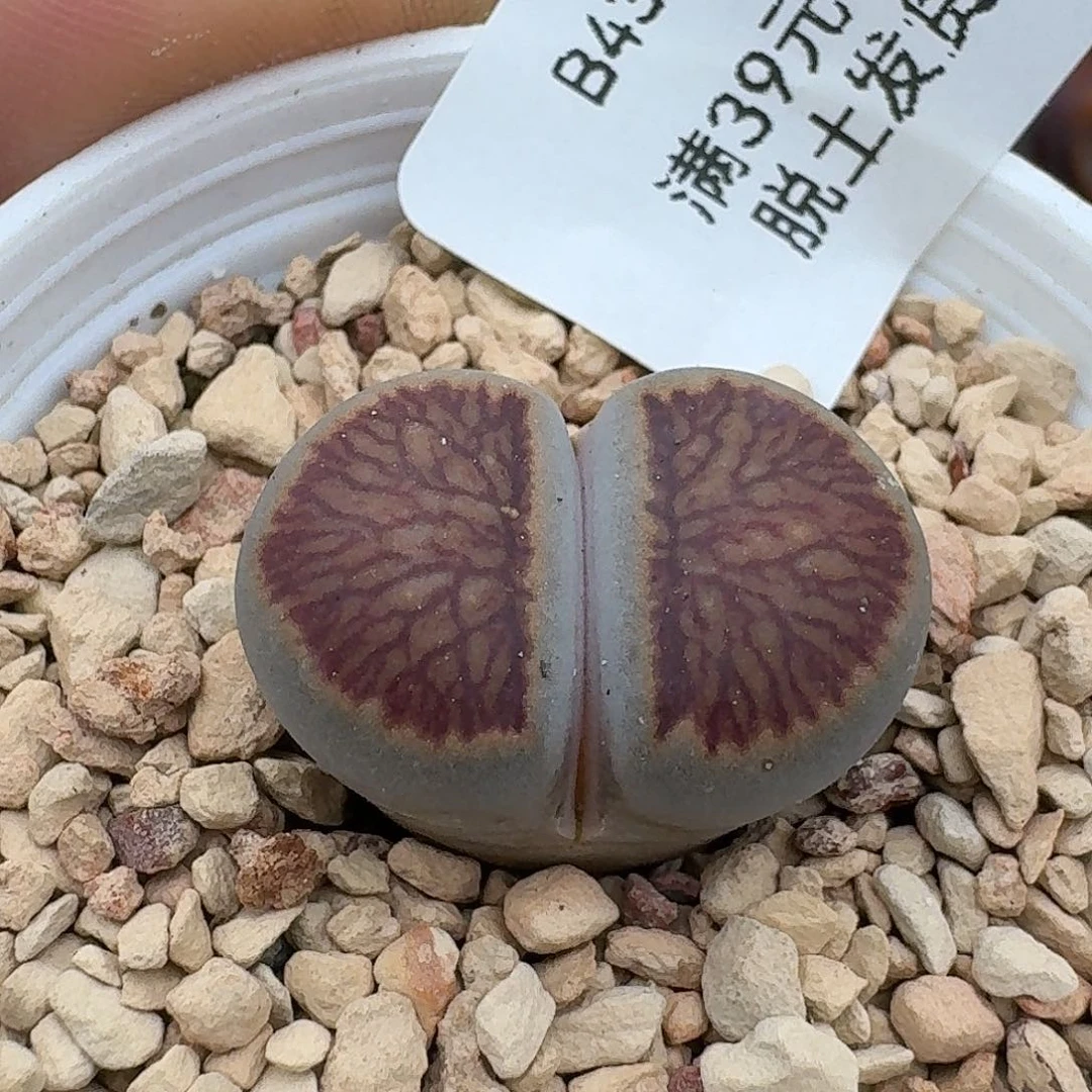 43多肉哈哈哈哈哈哈哈哈