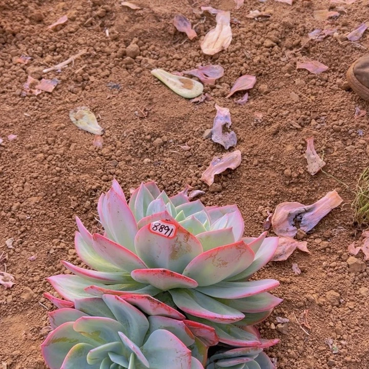 烟***火地栽血凤群生一棵昆明发货