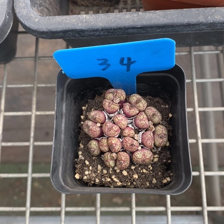 伯克利和格蕾纳等著名音乐家