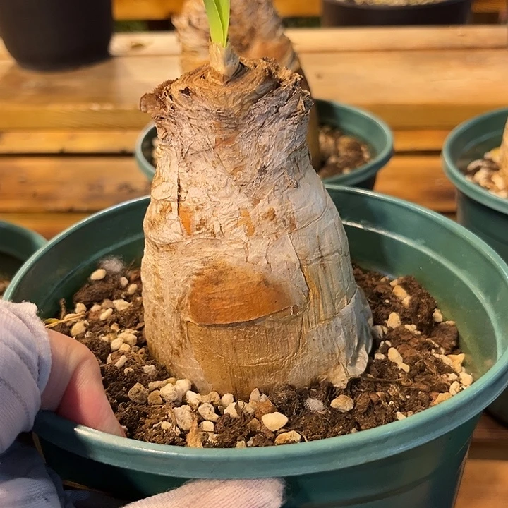 汤圆植物巨凤之卵120