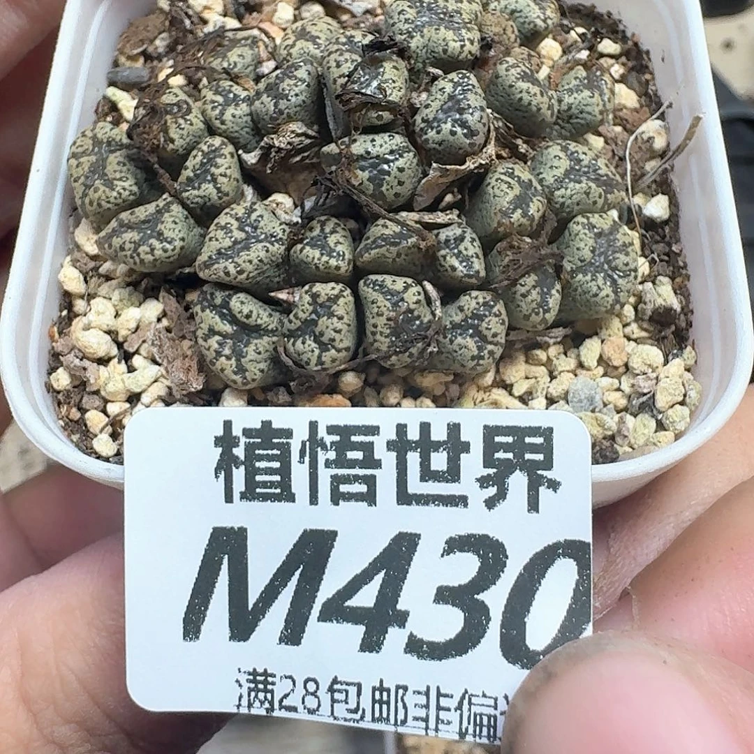 多肉植物的润泽wd