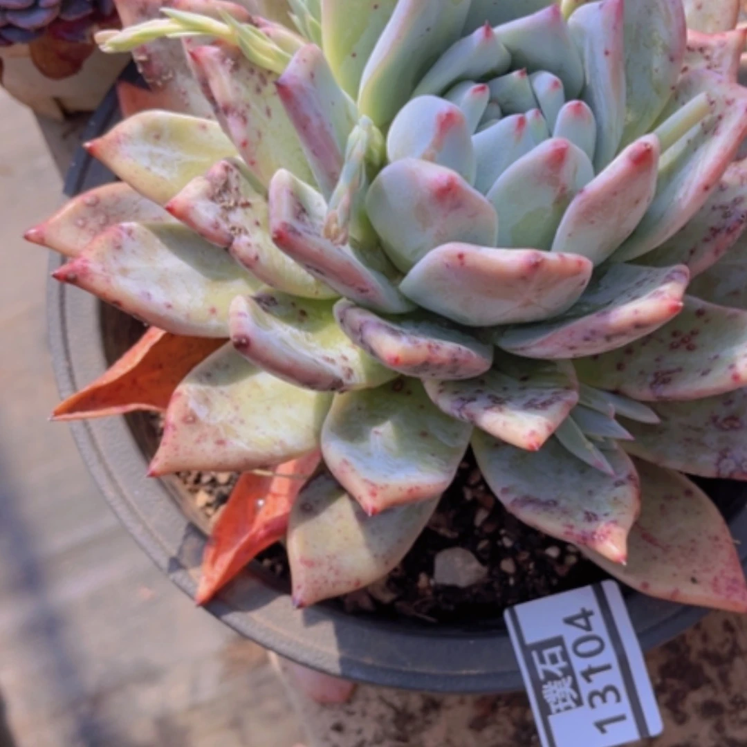 【闪购商品】祖母绿13104