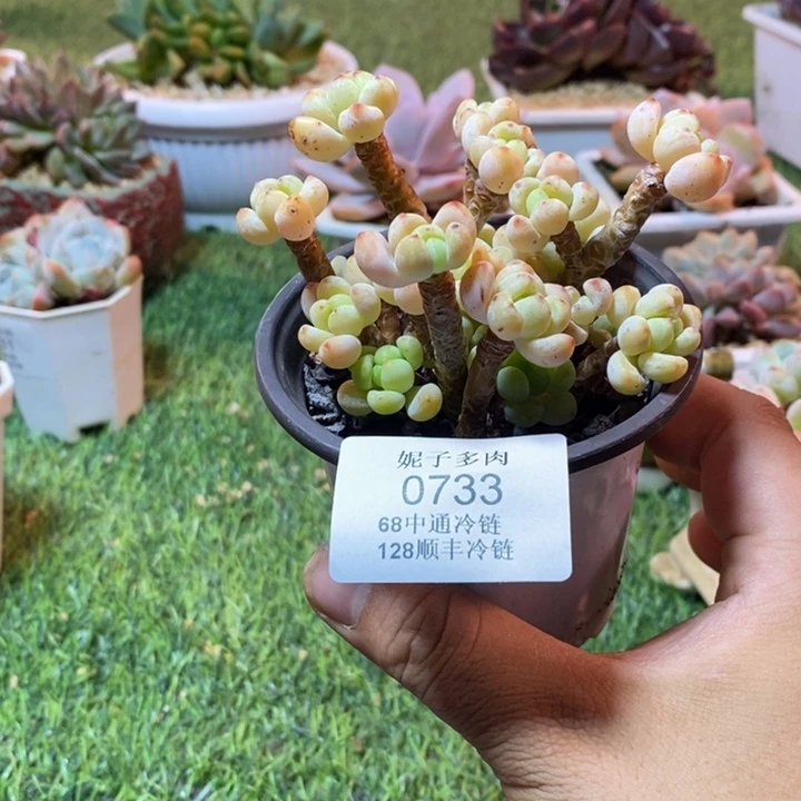 0733啊啊啊啊啊啊啊啊啊