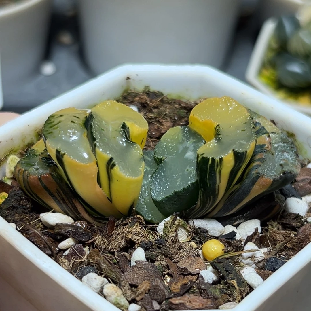 恭喜发财大吉大利695