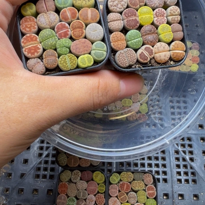 多肉植物的生长发育223