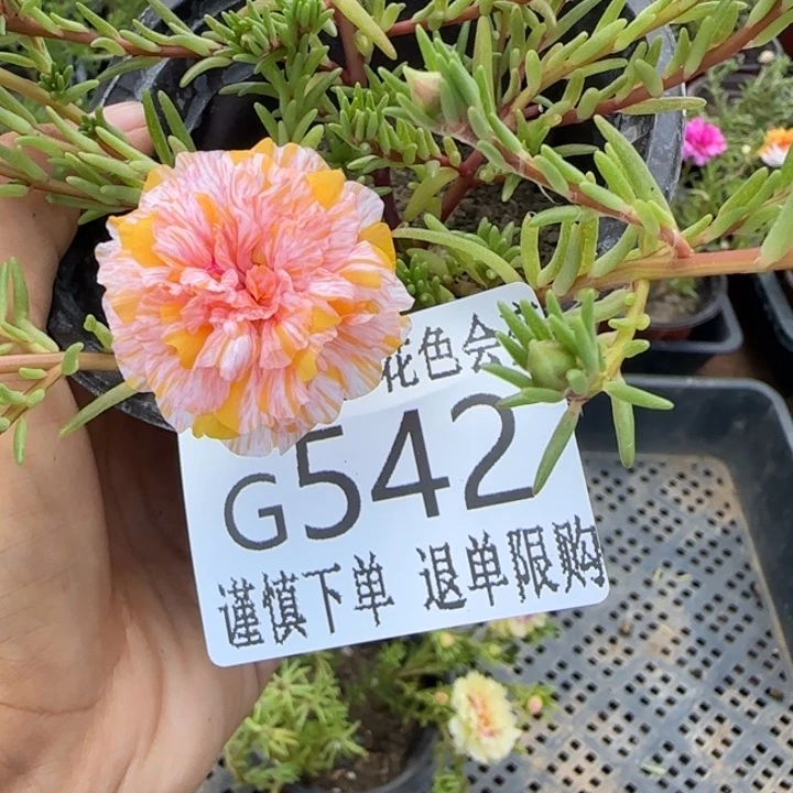 全部花朵G542超小苗盆口10cm可能有虫