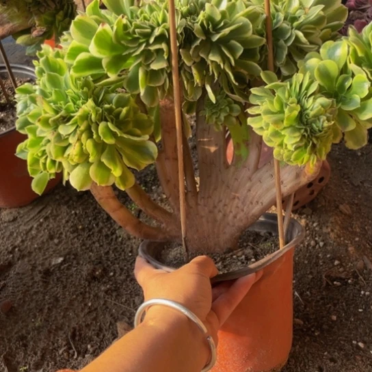 23，绿豆沙缀朵朵包邮