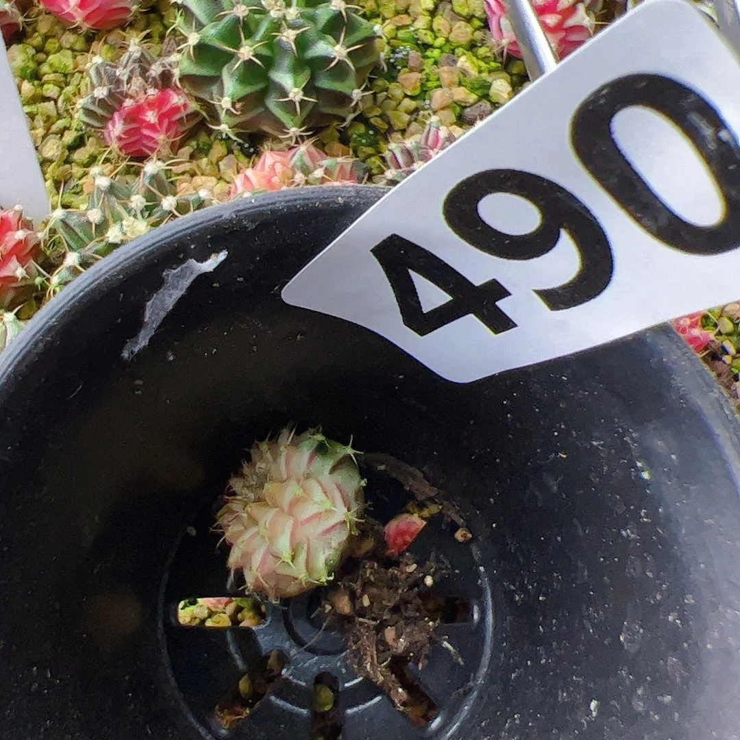 这***样当前无花栽培后可以开花490