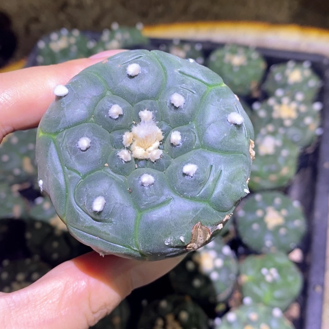 无花朵实生瑕疵龟甲兜任选一颗