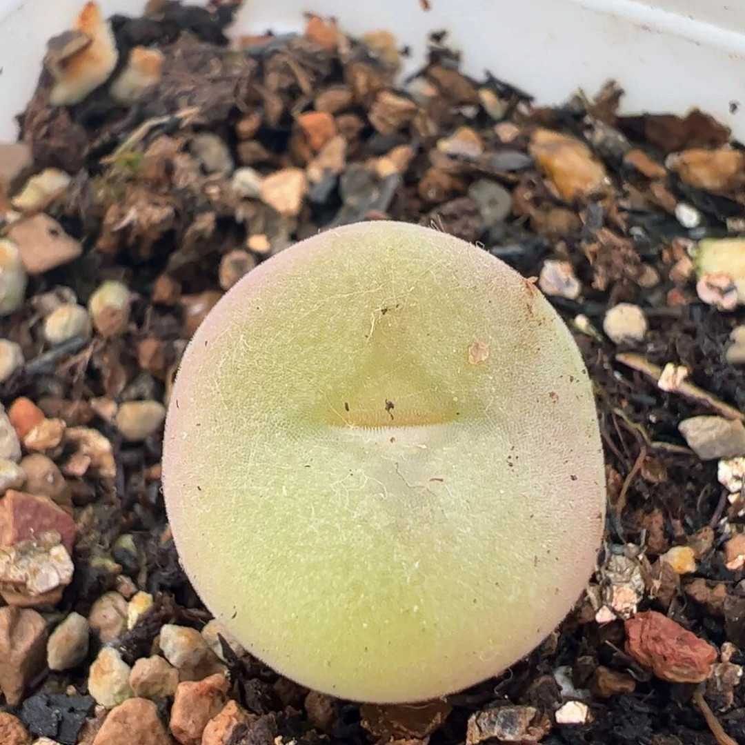 015多肉植物百科