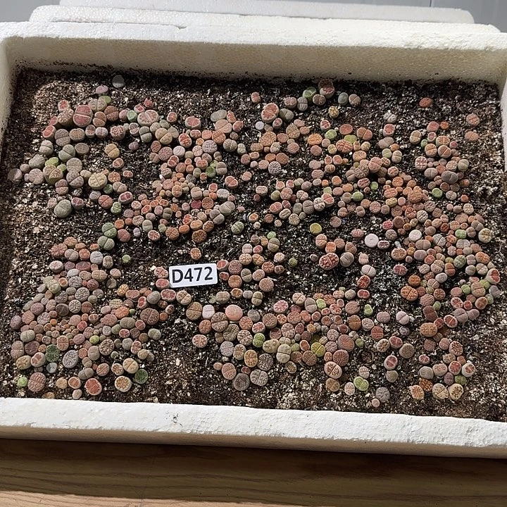 472生石花整筐脱土发货