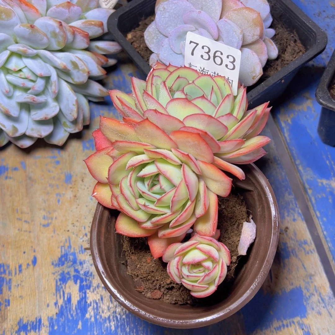 牡丹亭7363多肉植物