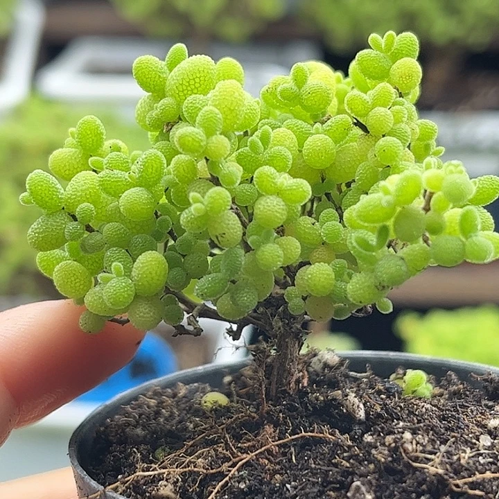 002蜜桔糖球优选枝干番杏