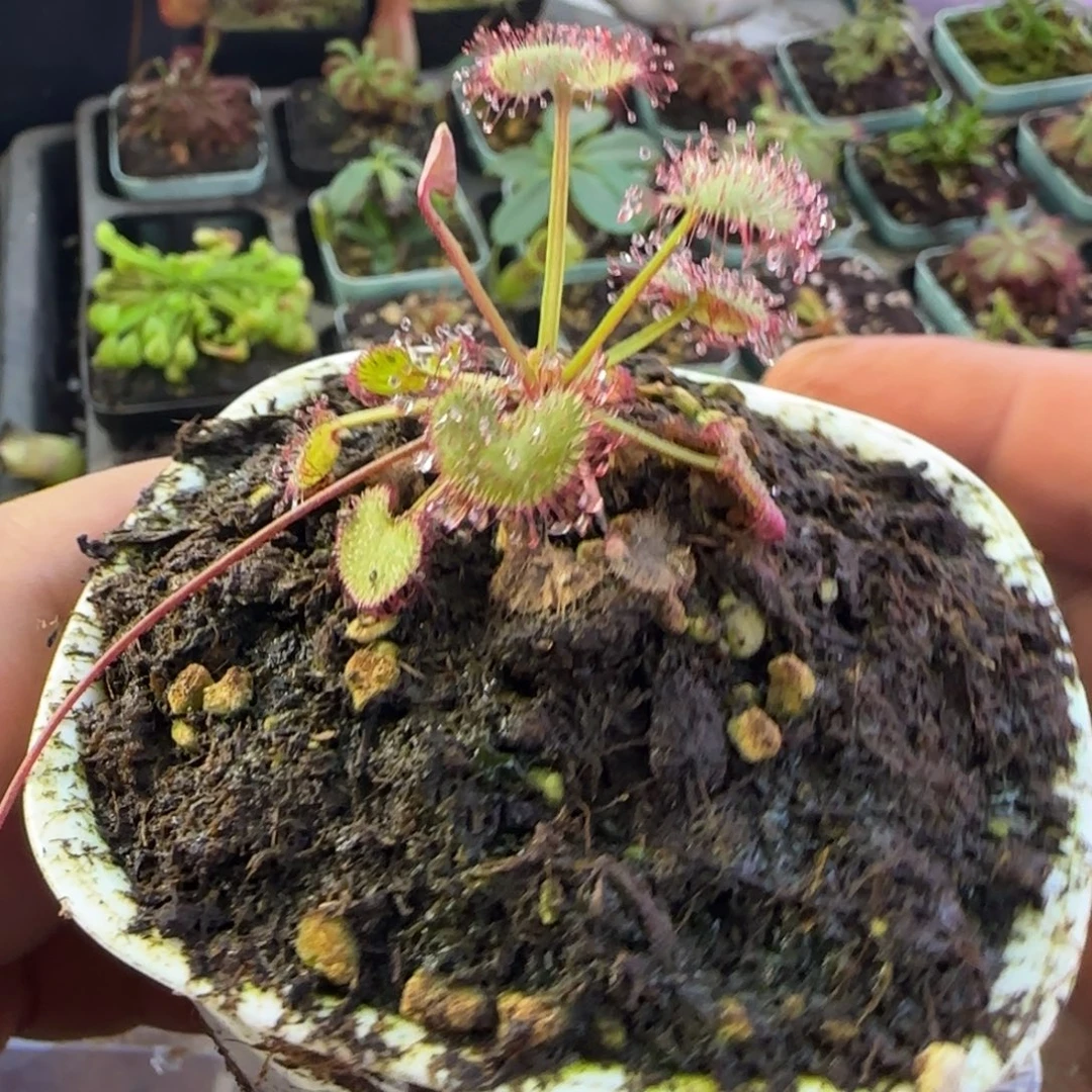 M***地完全开放一物一拍茅膏菜