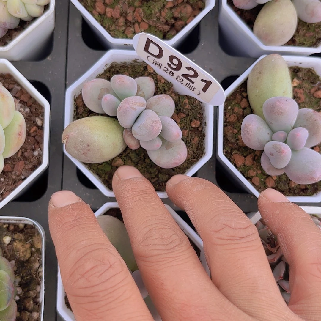 梦**境D921Mike奶一物一拍