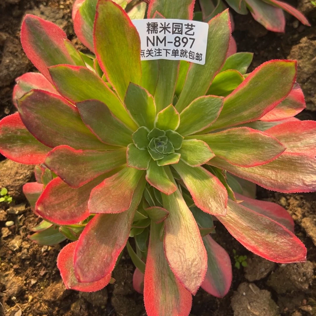 女妖多肉植物897