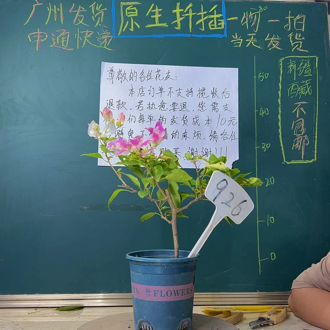 当前无花栽培后可以开花斑红樱 926