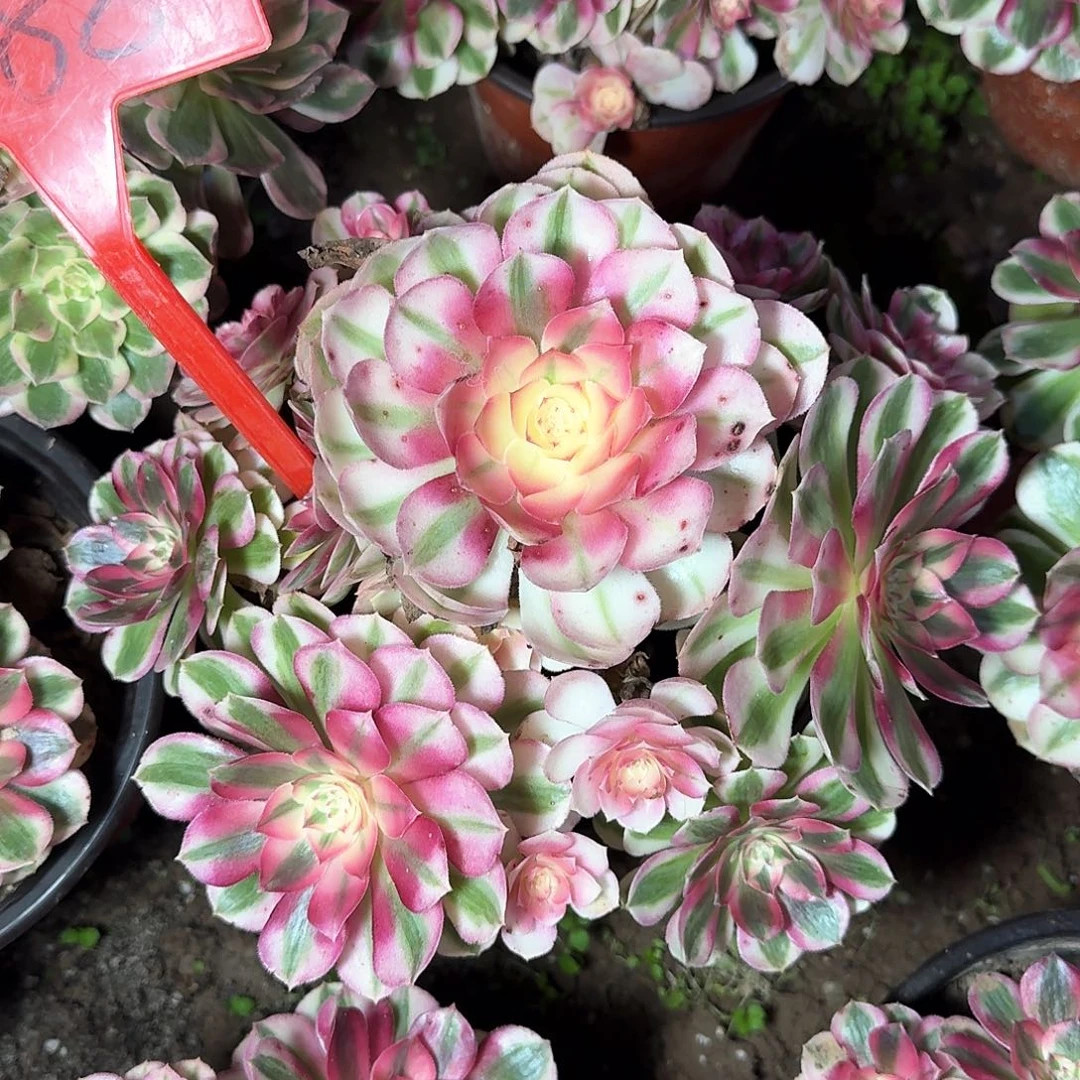 4188倾城多肉法师