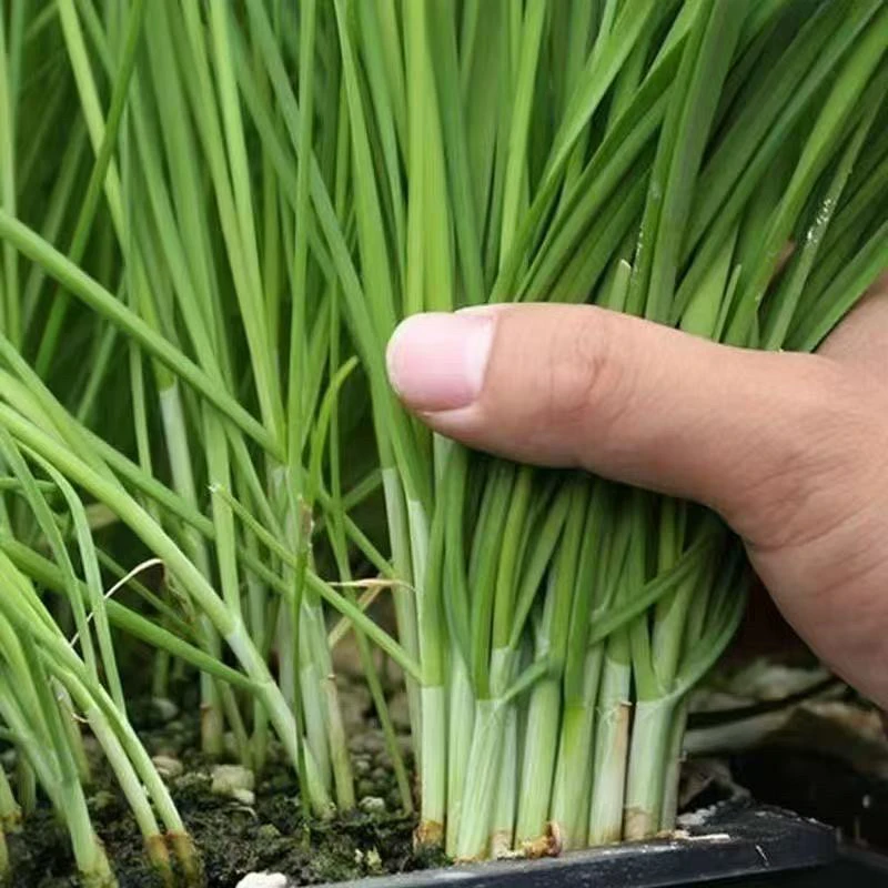 河南露天种植新鲜韭菜新鲜采摘3/4斤