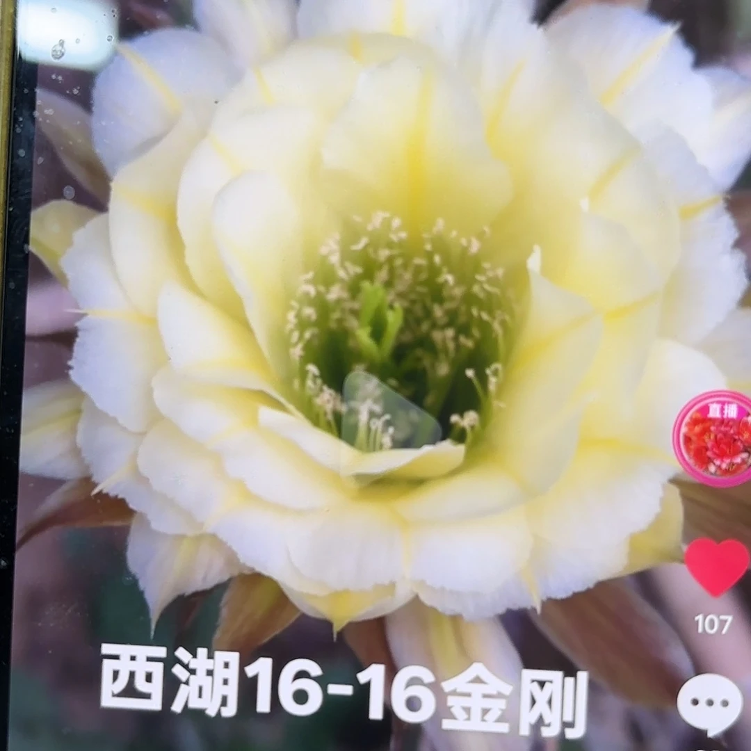 16-16金刚侧牙20包邮仙人球34