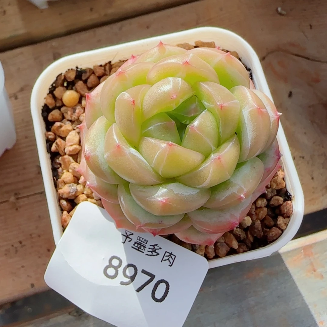 绿体财富密码，8970多肉植物