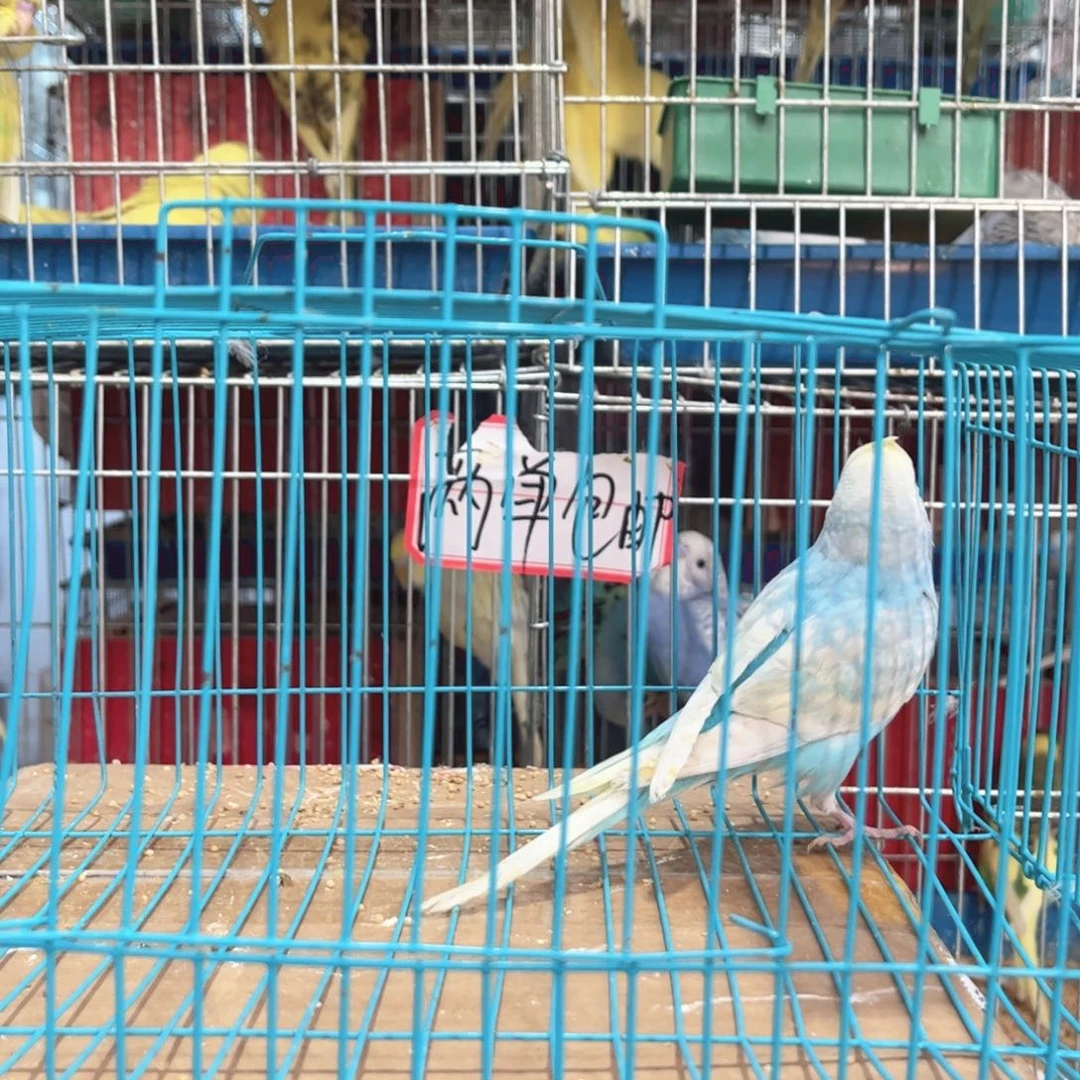 虎皮鹦鹉我的小姐姐