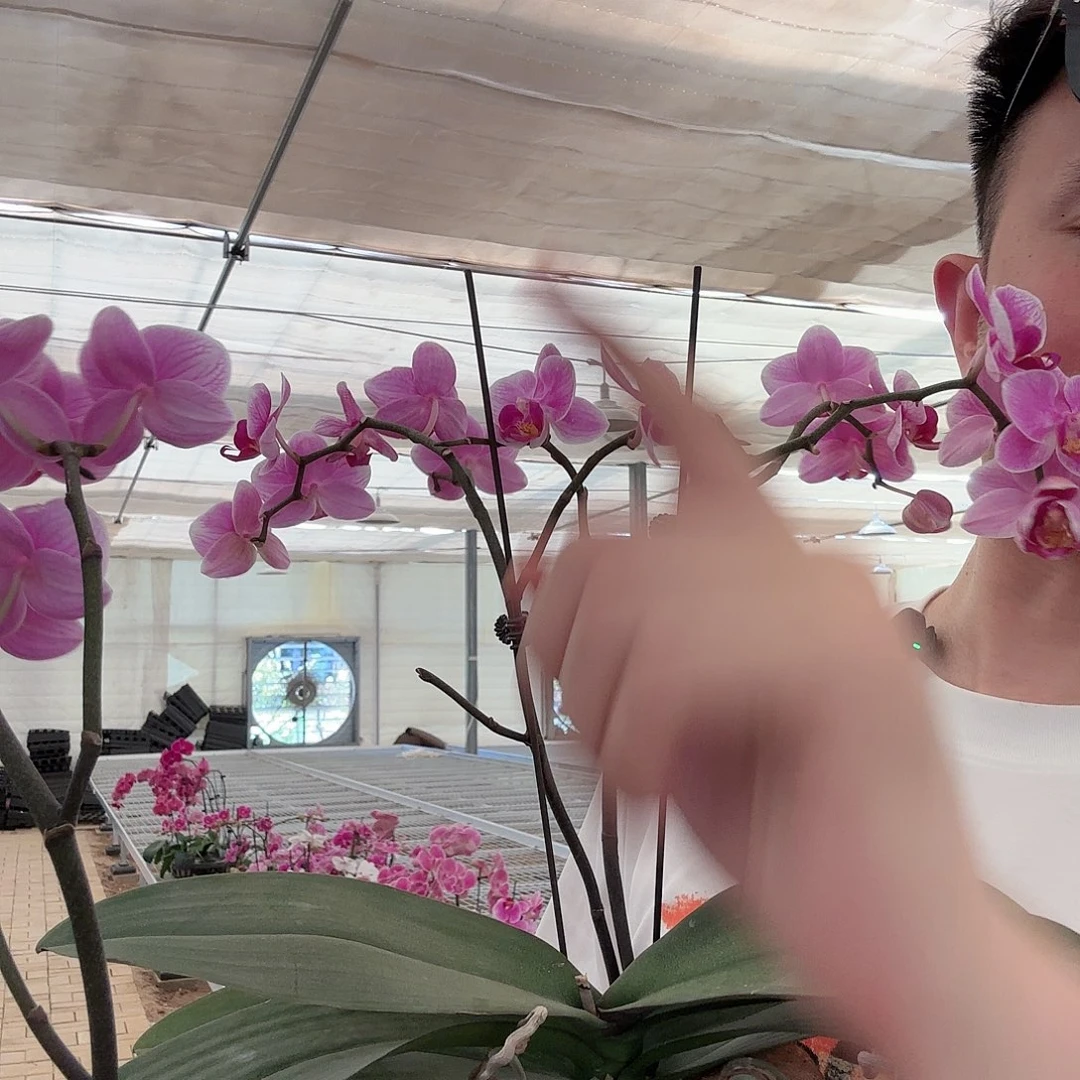 无花朵粉花花后苗