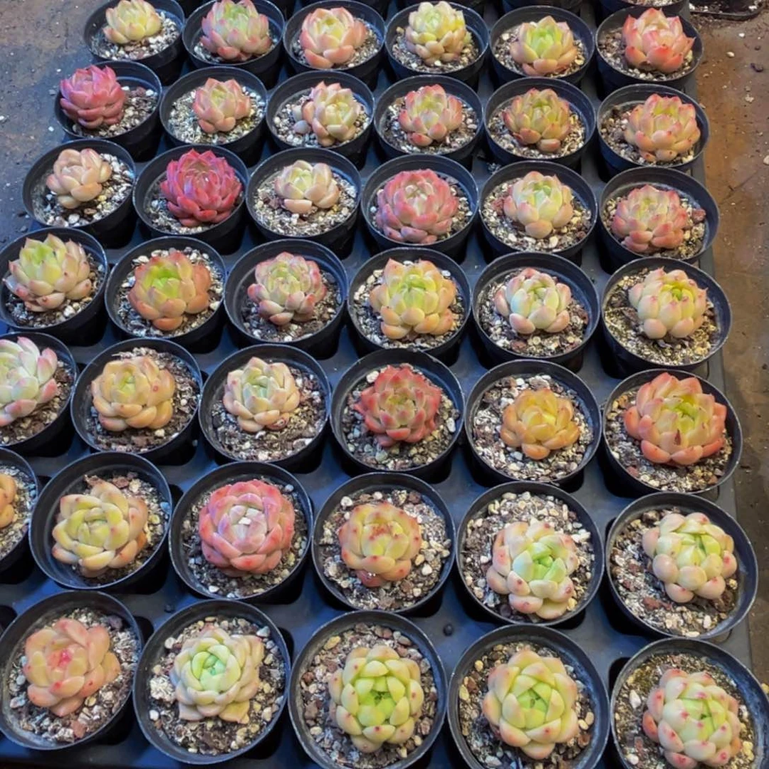 548多肉植物的生长发育和生长