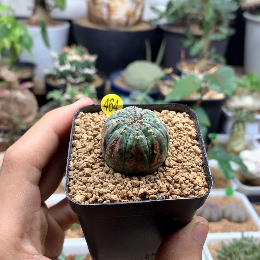 自根欧系布纹球带锈斑