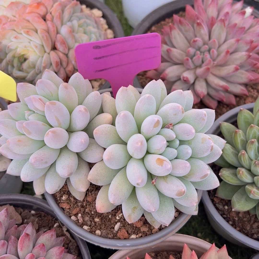 ℋ****香玉的故事是一个人的故事吗