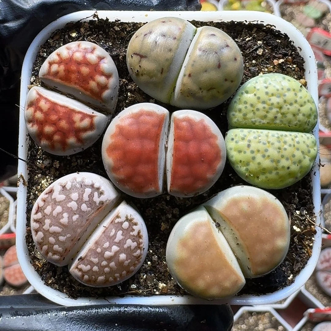 生石花111111。    155