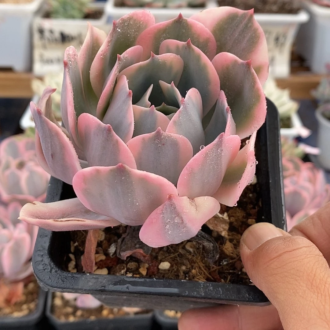 19266 玉凤锦多肉