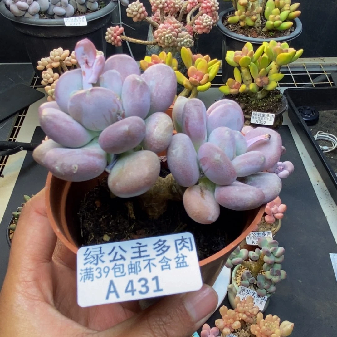 431月美人多肉有砍