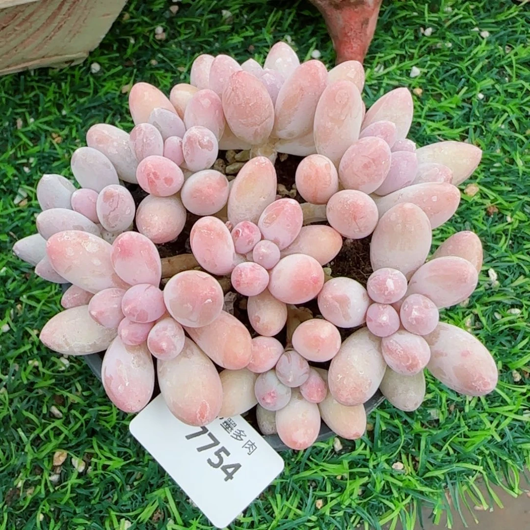 手捧汤圆无砍，7754多肉植物