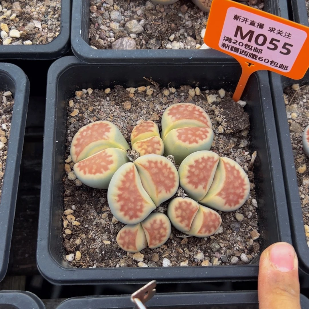 琼***琼055 一物一拍，默认有伤，介意勿拍，不退不换