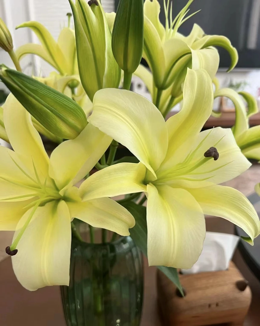 【3头黄天霸香水百合】云南基地直发 单瓣花卉 鲜花 水培 送保鲜剂