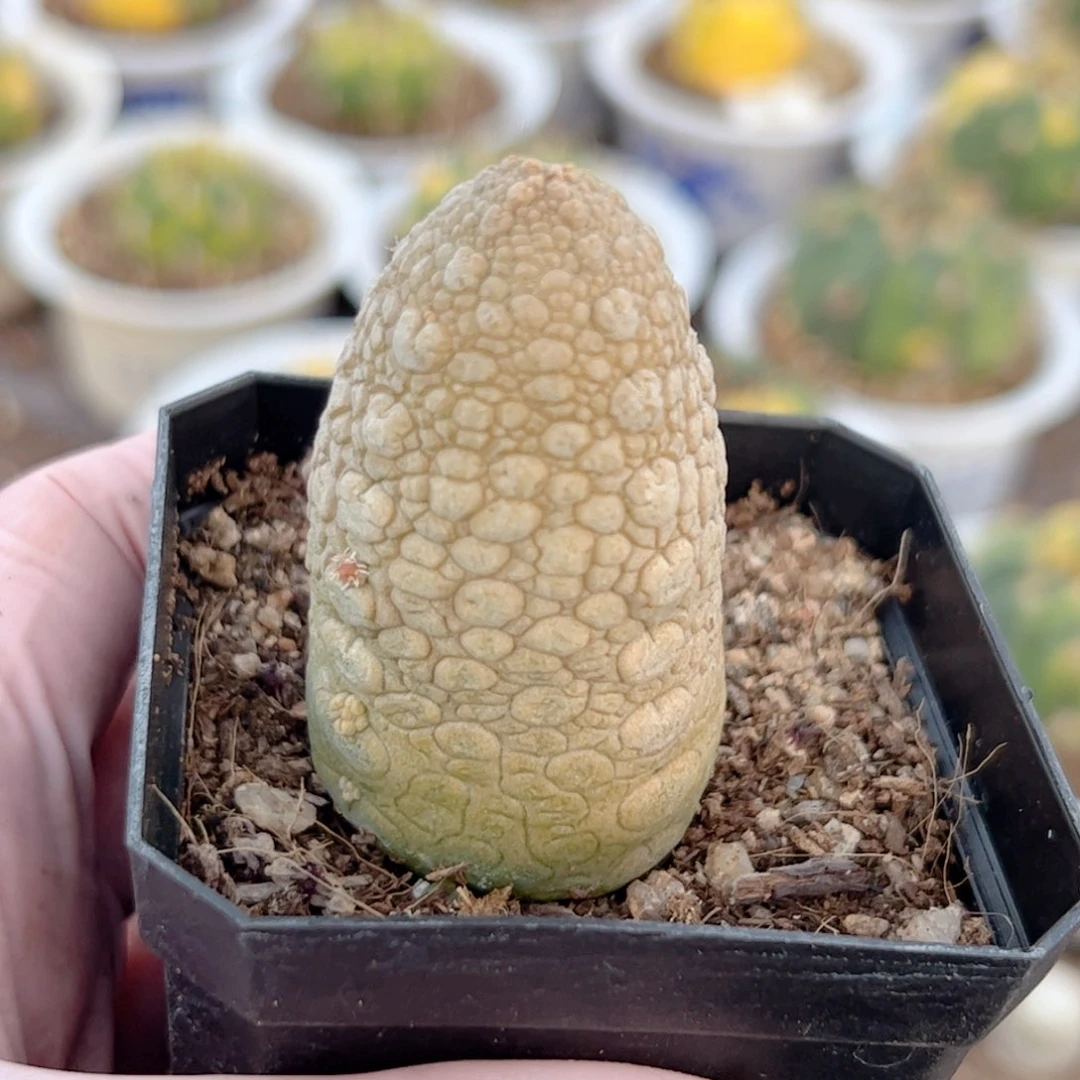 韩*实生 凝蹄玉仙人球