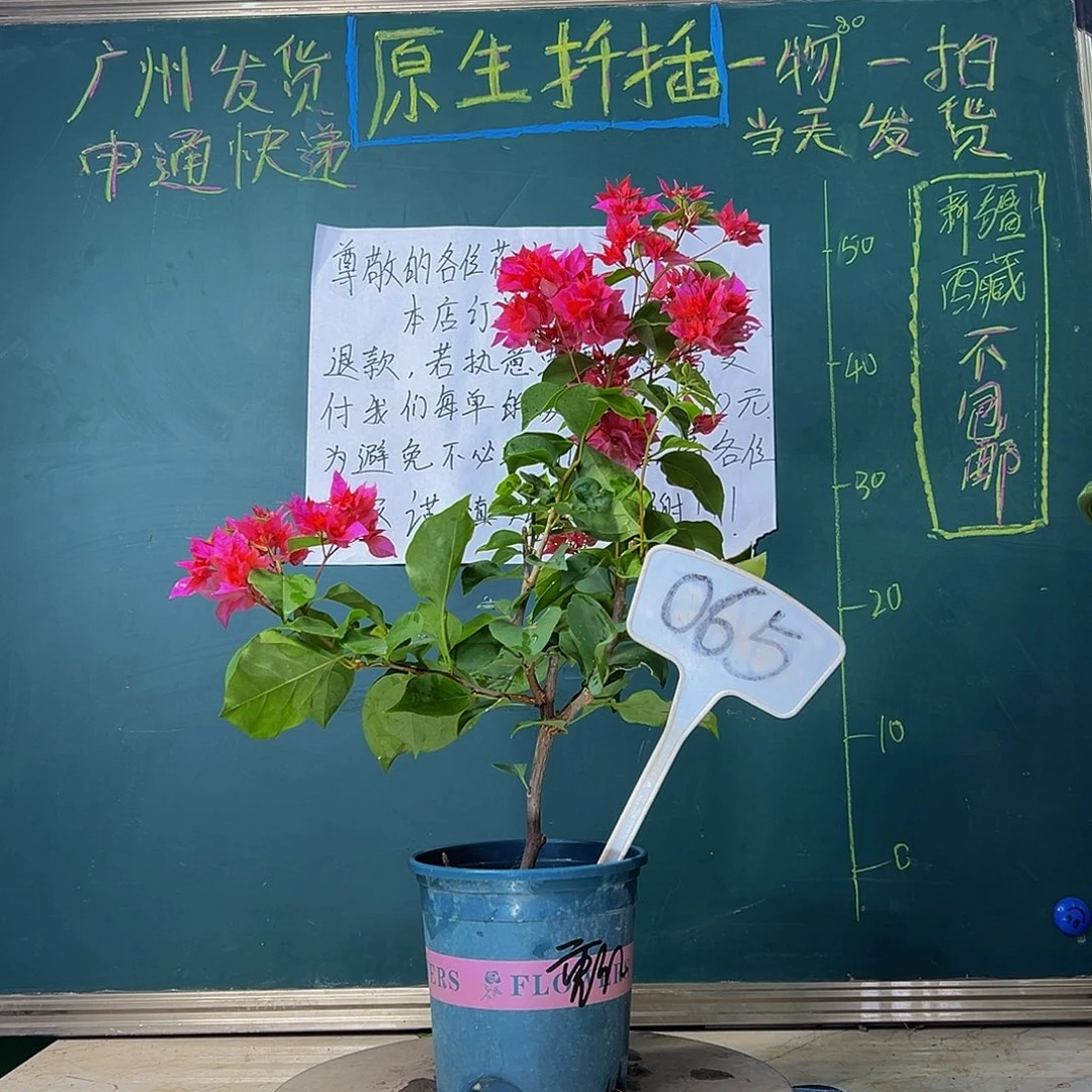 当前无花栽培后可以开花  重瓣红  065