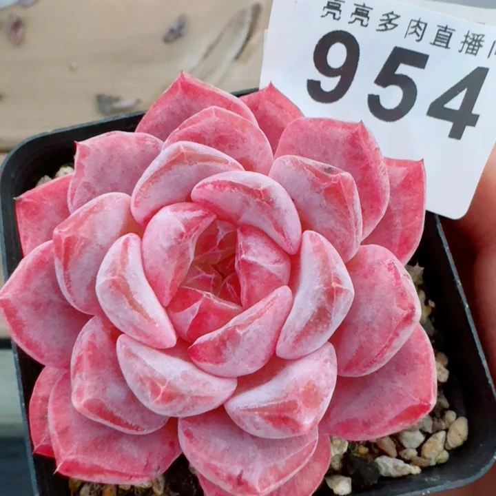 黛玉冰魄           精美多肉