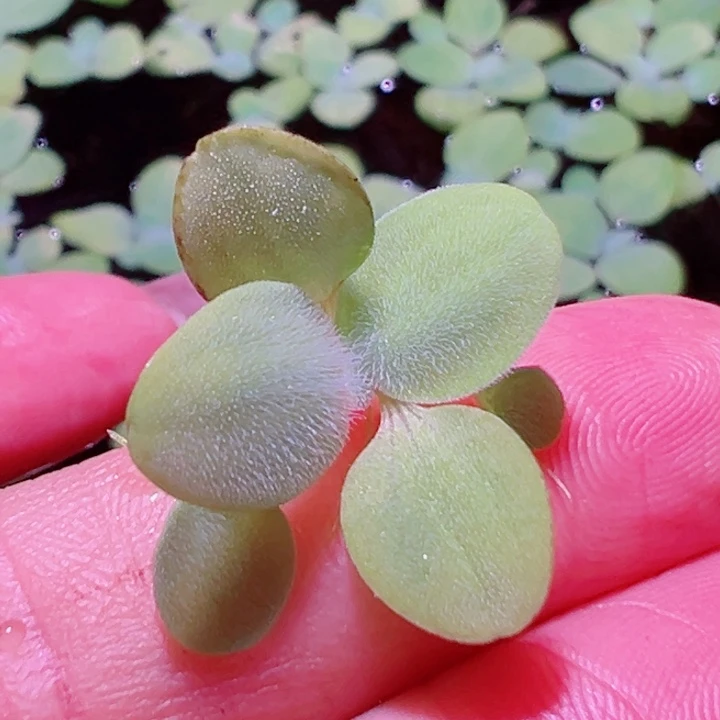 福利70号福利价一头植物（大象玉一丛）