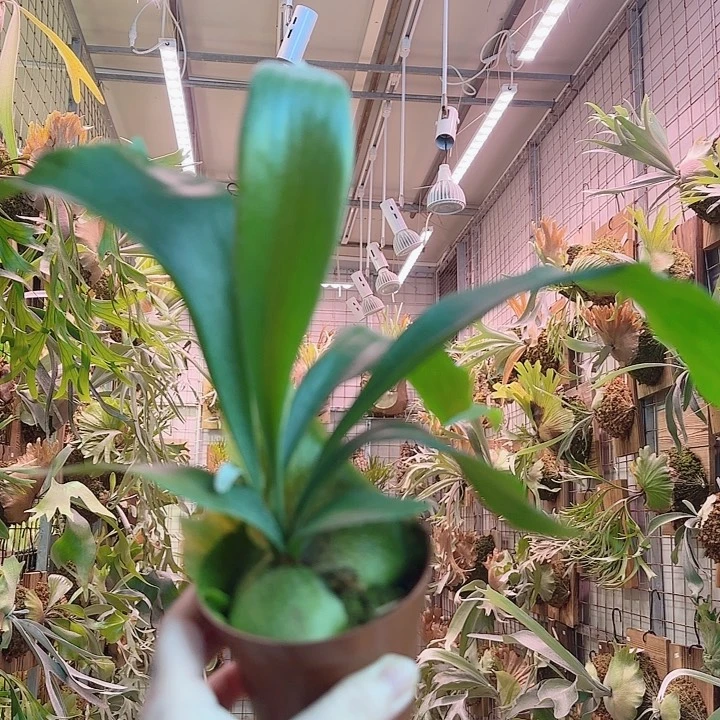 无花朵千手杯苗挑大的发a3。
