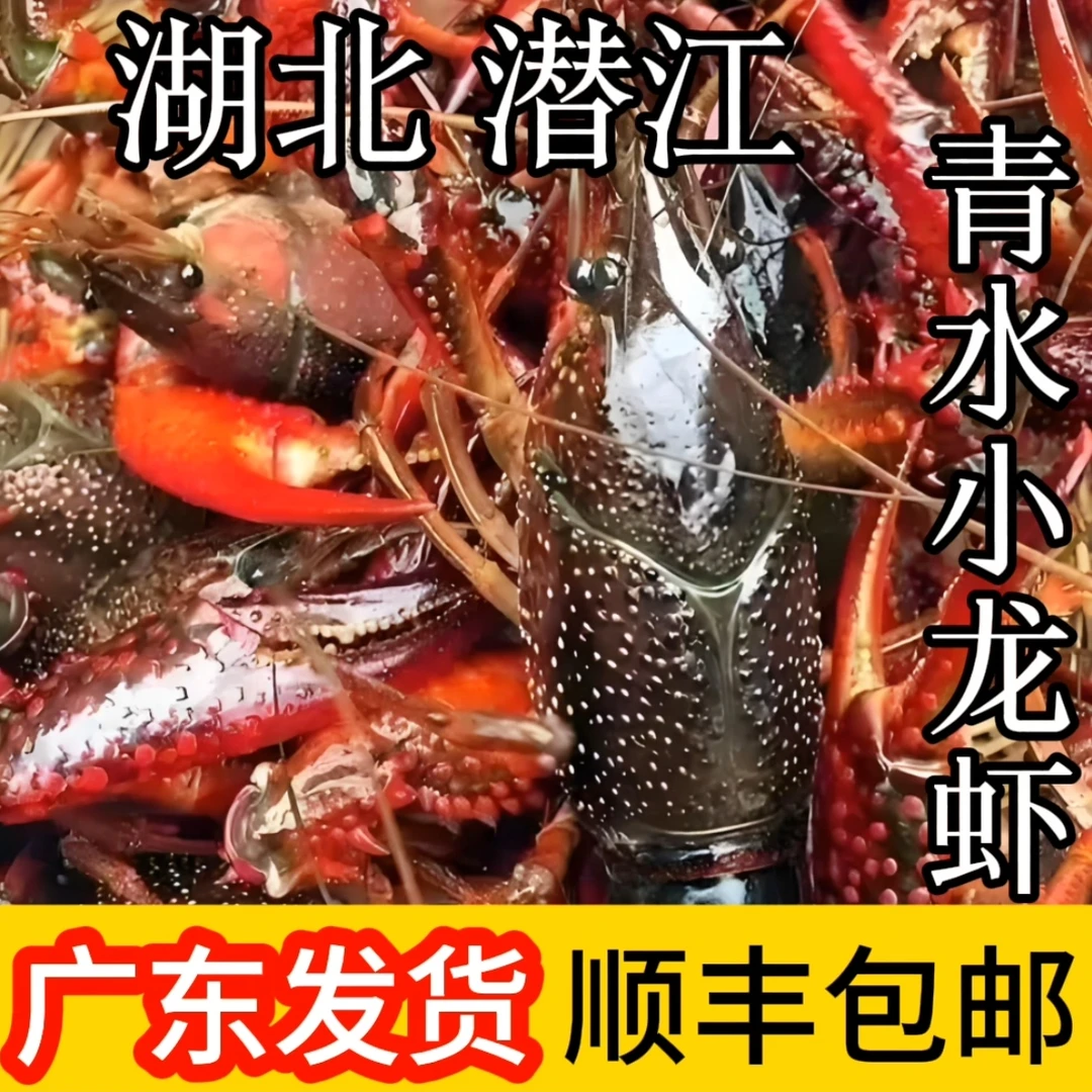 鲜活小龙虾肉质鲜嫩清水养殖时令美味顺丰到家大龙虾波士顿虾怪