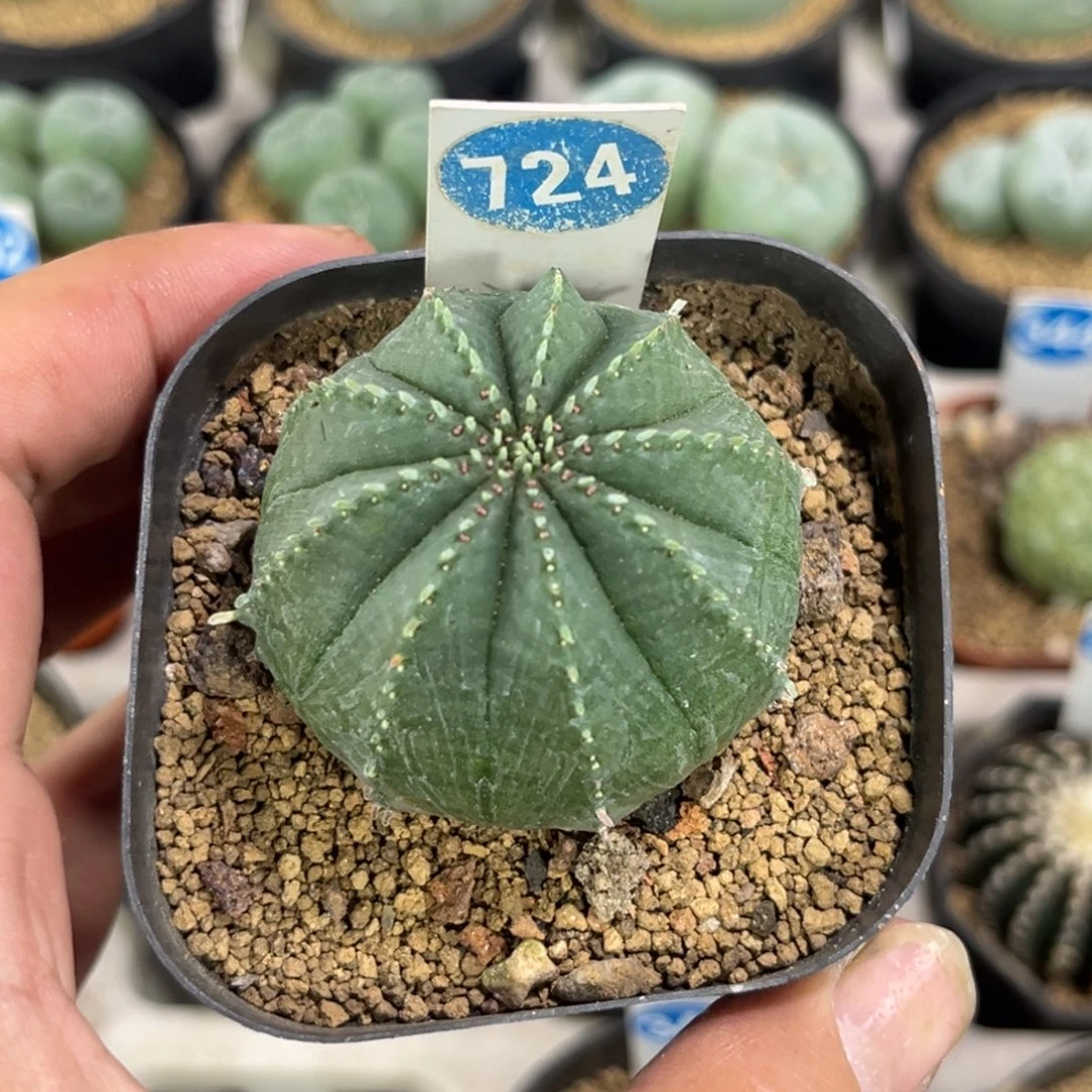 724泰版布纹球带盆带土