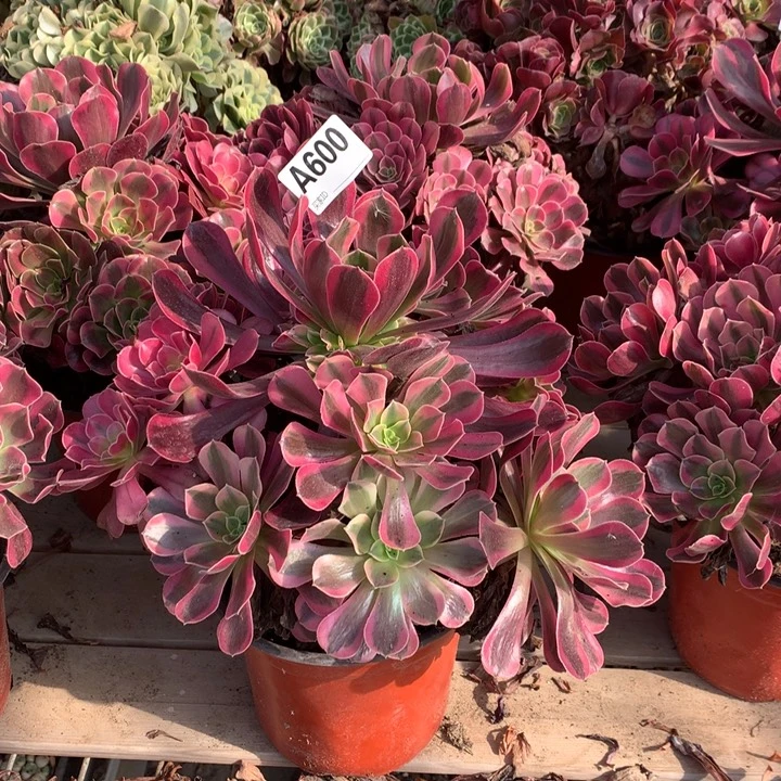 600美杜莎多肉法师