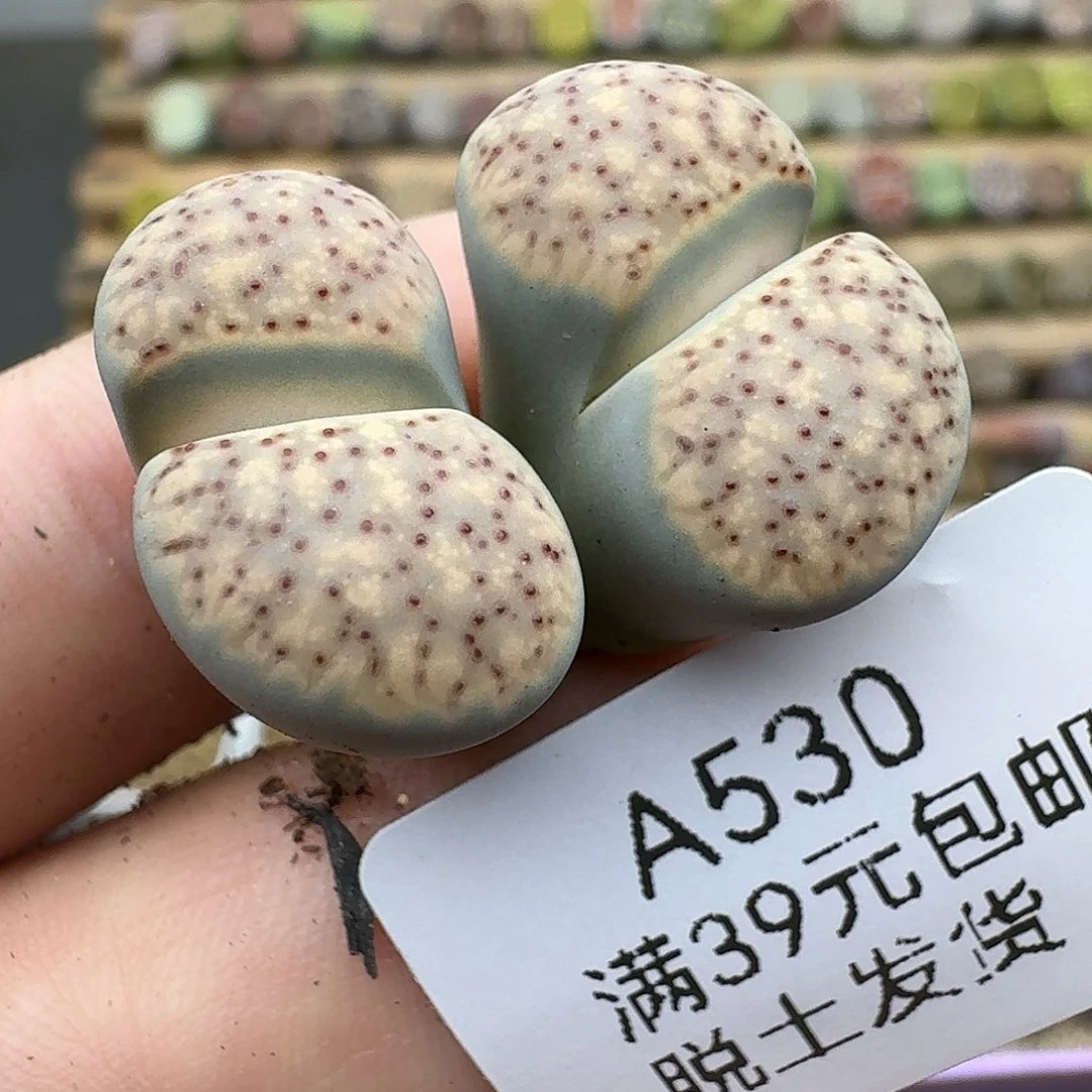 530多肉哈哈哈哈哈哈