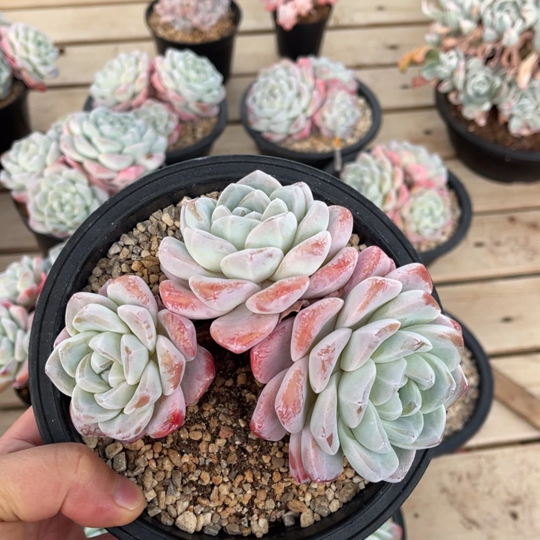 一物一拍满68包邮