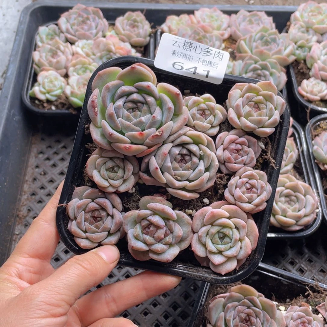 云糖心多肉植物641