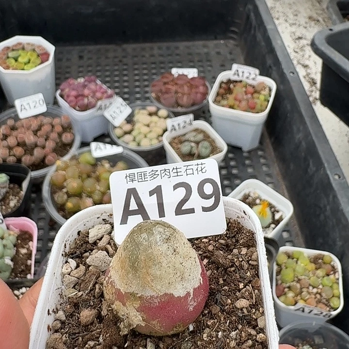 129多肉植物多肉植物