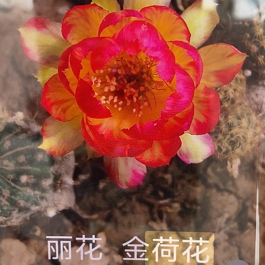 金荷花侧芽 歪 20包邮4公分
